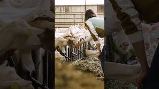 Le Vrai Goût Du Terroir Fromage, Producteurs Traditions À Rumilly-Albanais.