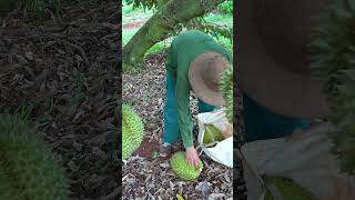 Harvesting Ripe Durian in the Garden  #farm #garden #durian #harvest
