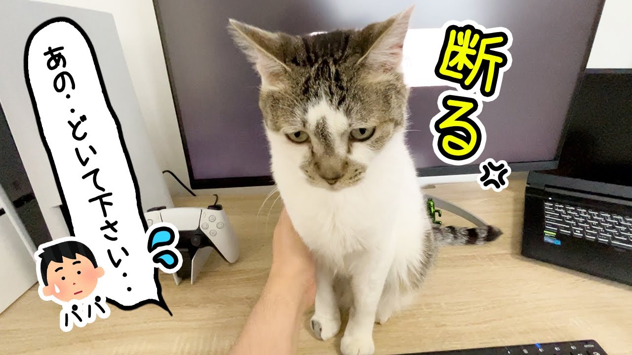 【在宅あるある】仕事中のパソコンに割り込む猫がかわいすぎて何もできない