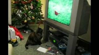Cat Attacks TV!