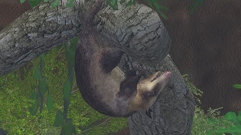 Common Opossum Exhibit Speed Build - Zoo Tycoon 2