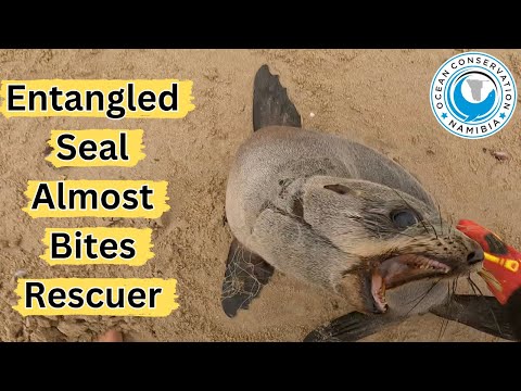 Entangled Seal Almost Bites Rescuer