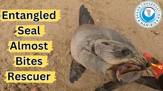 Entangled Seal Almost Bites Rescuer