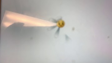 Plants vs zombie and it keeps crashing every time