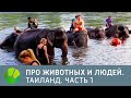 Таиланд. Часть 1 - Про животных и людей | Живая Планета