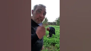 Чудная долина 