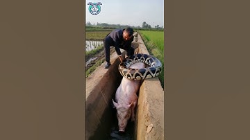Dramatic Rescue: Piglet Chews Its Way Out Of A Snake