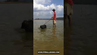 Apbt Pitbull Apbt Game Dog Chinamen Pitbull Apbt Or Nothing