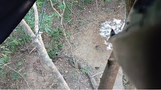 Em Busca Das Copaíba E Das Mirindiba,22 Garantiu O Frito
