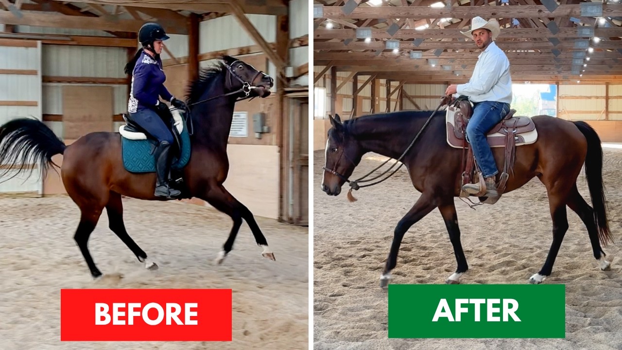 Пересмотр тревожности: как найти спокойного и надежного партнера в седле