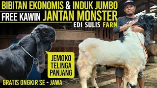 Mulai 2 JUTAAN ! JANTAN MONSTER UNTUK Mitra Tani ! Kambing PE Kaligesing Edi sulis.