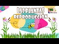 Las Plantas | Reproducción | Aula chachi - Vídeos educativos para niños