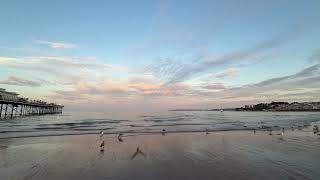Seagull Sunset . Devon.