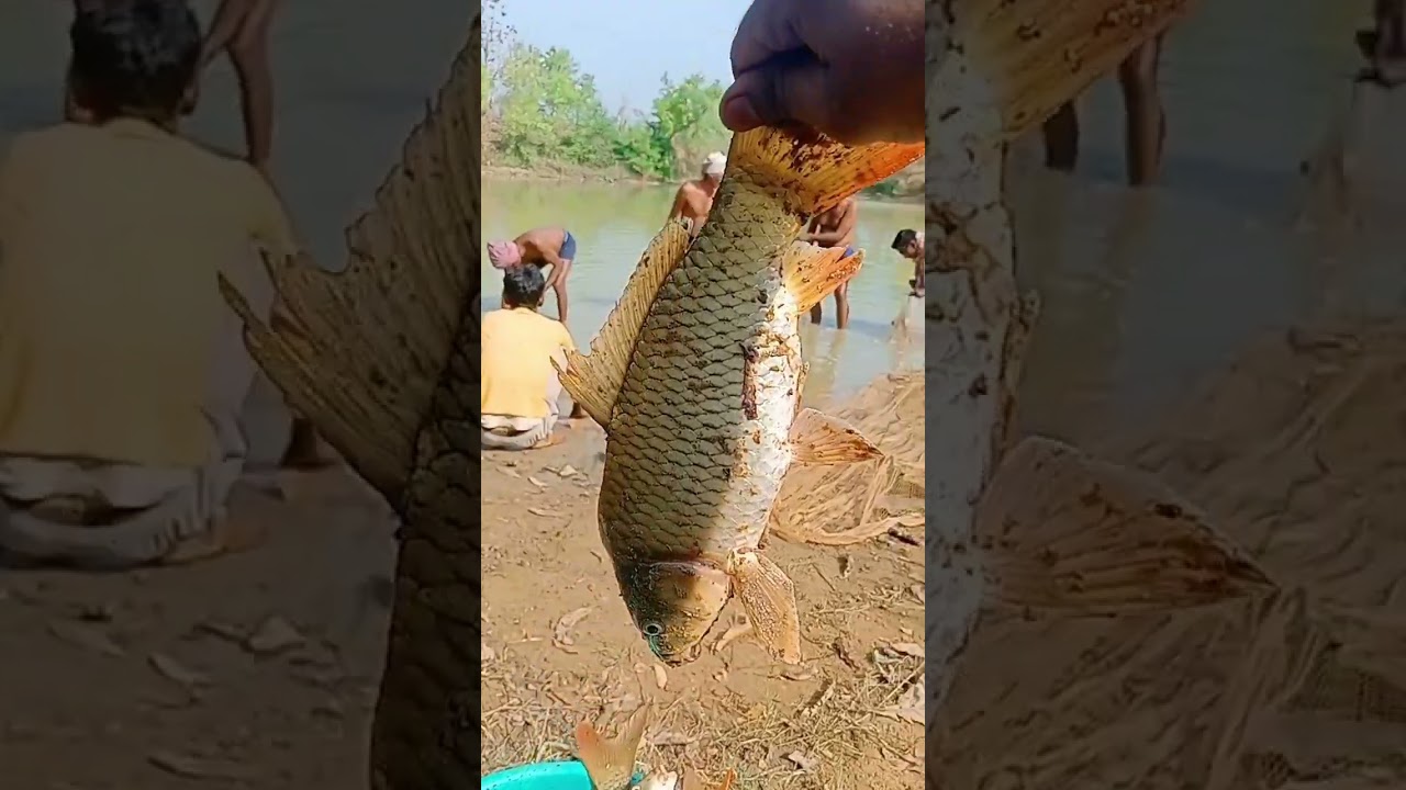 common carp fish harvesting 