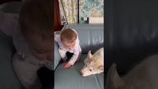 My Baby & Husky Puppy Becoming Best Friends!. #shorts