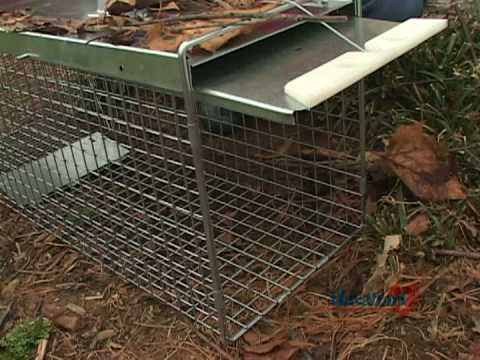 Woodstream - Havahart - EZ Set Cage Trap - Raccoon 1085 Easy Set