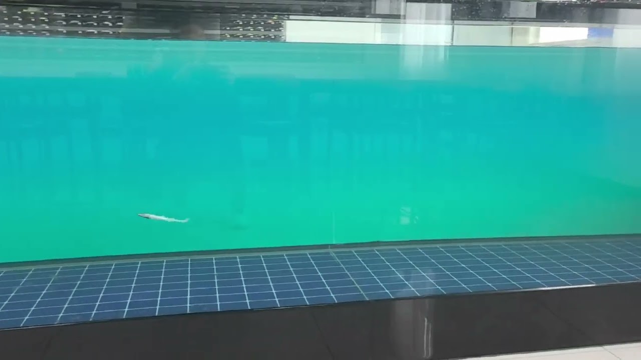 Swimming Action --raglou hybrid lure