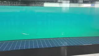 Swimming Action --Raglou hybrid lure screenshot 4