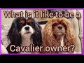 What's it like to have Cavalier King Charles Spaniels? の動画、YouTube動画。