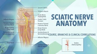 Sciatic Nerve Notes | Lower Limb Anatomy | @smart_physio_notes |