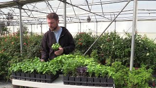 Our Best Basil Varieties (12 different kinds) we grow at our Nursery