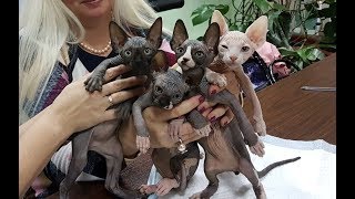 Презентация котят канадских сфинксов из питомника PCA РУБИСЕТ Презентация котят канадских сфинксов из питомника PCA РУБИСЕТ
