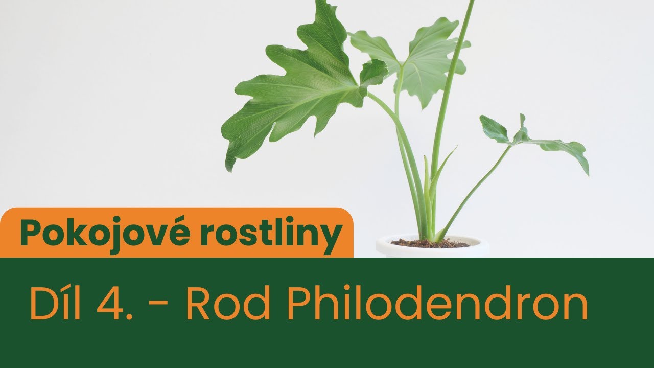 Pokojové rostliny - 4. DÍL - Rod Philodendron