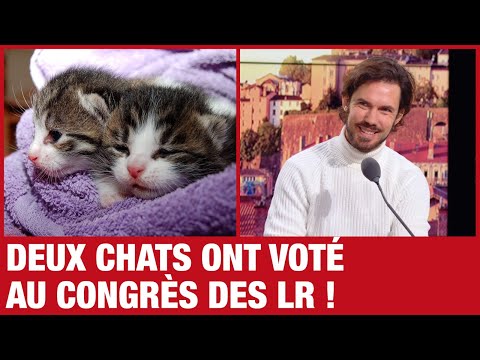 Deux chats ont voté au congrès des LR. Pour une fois que deux êtres vivants s'intéressent aux LR...