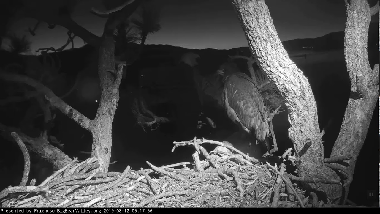8-12-19 Big Bear Eagles- Slow Mo Of Meteor Shooting Past