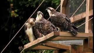 El Águila Pescadora Vuelve A Urdaibai