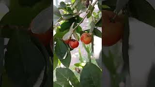 Amar Baganer lal tukuke cherry|| Garden cherry || Red cherry || Juicy fruit picking|| Fastcook2