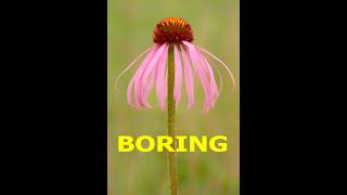 Boring Flower Photography - Don't Keep Repeating It