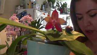 Orchids in Bloom & Spike  Aug 2021