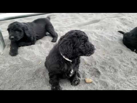 Video: Cesky Terrier