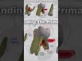 Primary Teeth Morphology and Anatomy #atozkidsdental #toothisland #milkteeth