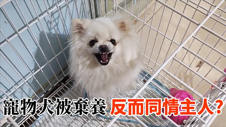 宠物店送来一只被主人弃养的狗，却根本无法靠近牠... - 天天要闻