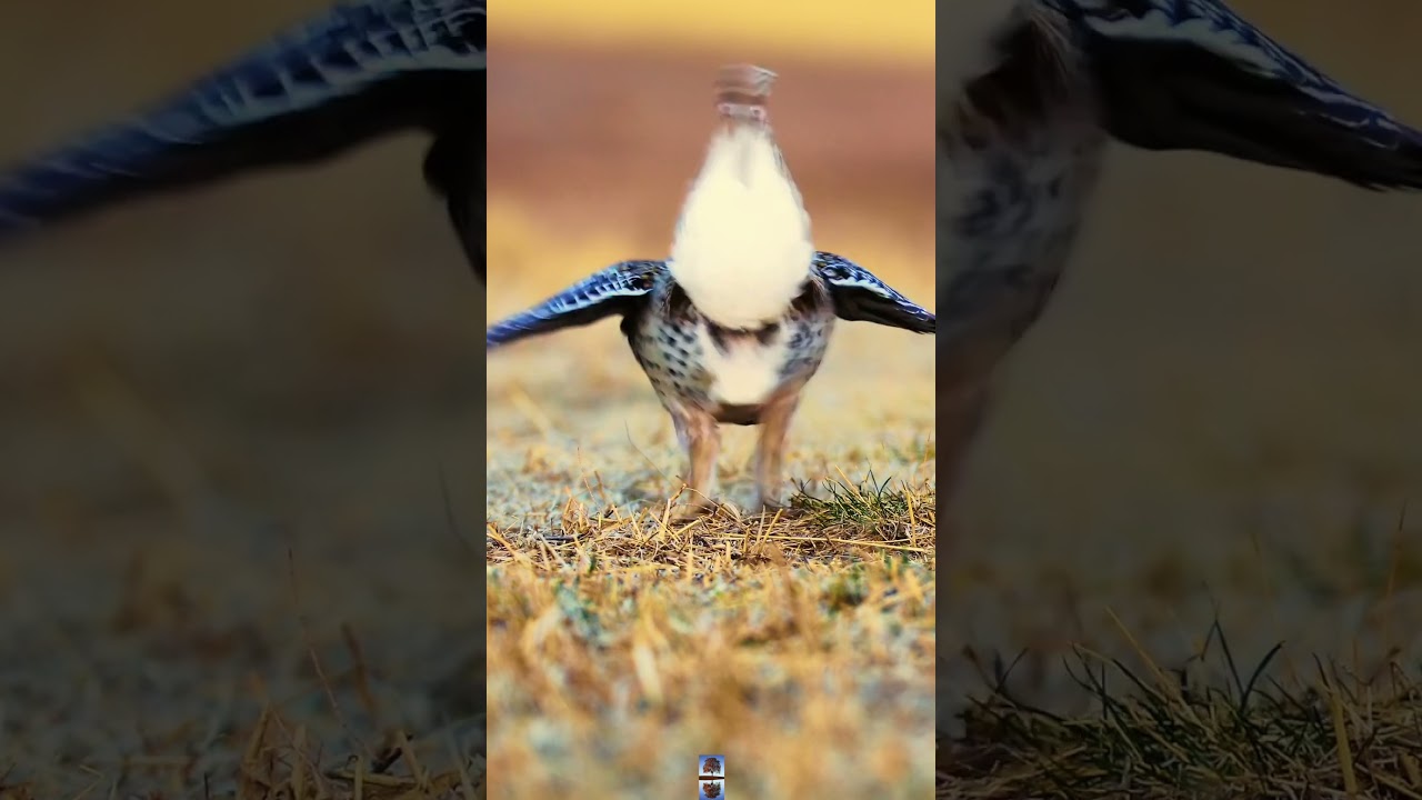 Watch Dancing Bird: Take it On #shorts #nature #bird #birdslover #relaxation #stressrelief #dancingbird on YouTube Watch Dancing Bird: Take it On #shorts #nature #bird #birdslover #relaxation #stressrelief #dancingbird on YouTube