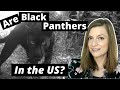 Did You Really See a Black Panther?