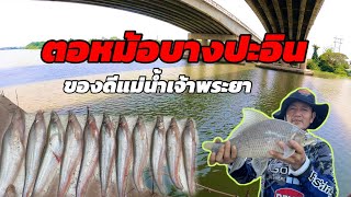 EP.287 ตามหาปลาราคาแพง แม่น้ำเจ้าพระยา#fishingvideo #ตกปลาแดง