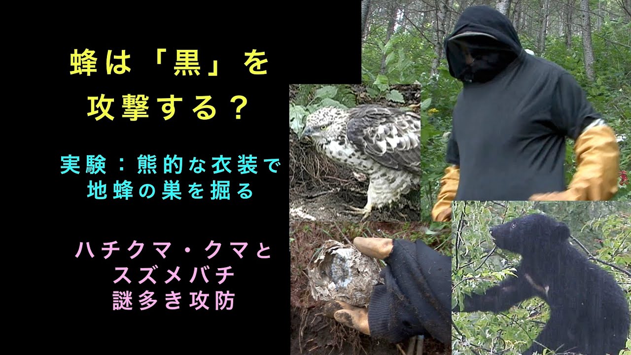ハチクマ・クマとスズメバチの謎多き攻防　蜂は「黒」を攻撃する？　実験：熊的な衣装を着て地蜂を掘ってみる