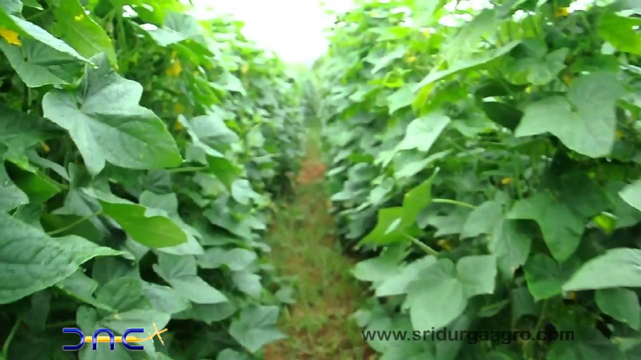 Gherkin farm YouTube