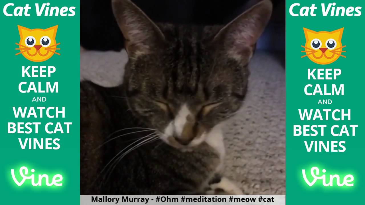 funniest videos download Funniest Cat Vines #27 - Updated August 10th, 2015