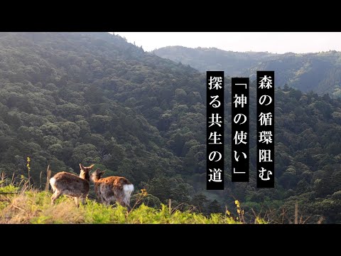 森の循環阻む「神の使い」 探る共生の道   　奈良・春日山原始林