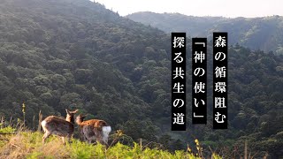 森の循環阻む「神の使い」 探る共生の道   　奈良・春日山原始林