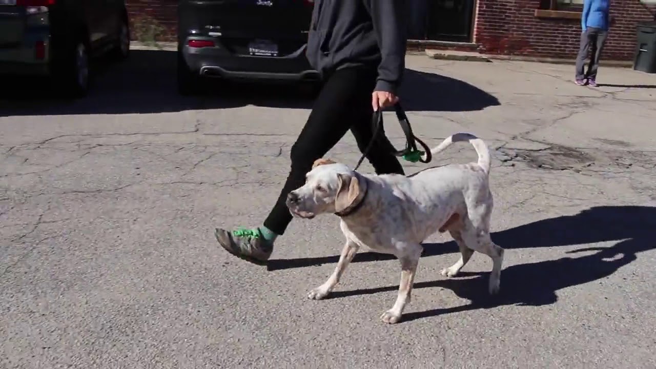 dog trainer in delhi Dog Training | The start of Duke's three week board and train | Solid K9 Training Dog Training
