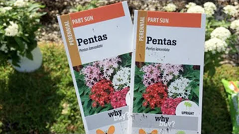 Où planter un pentas ?