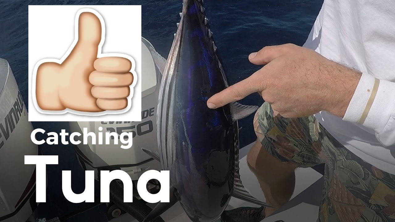 Catching Tuna on Stickbaits YouTube