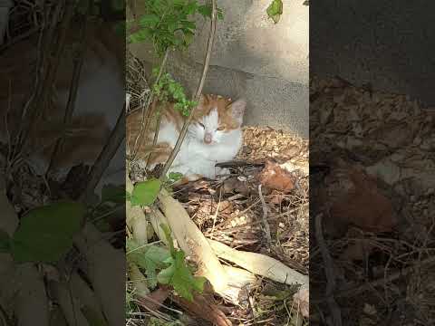 이것도 겁나 재밌습니다