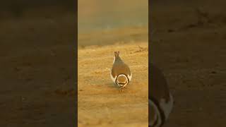 Little -ringed Plover bird birds birding birdwatching nature shorts short reel reelsindia