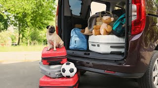 Understanding Pug Behavior and Their Quirks